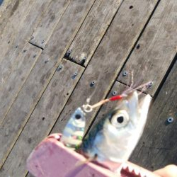 サバ、さば、鯖、SABA・・・∞