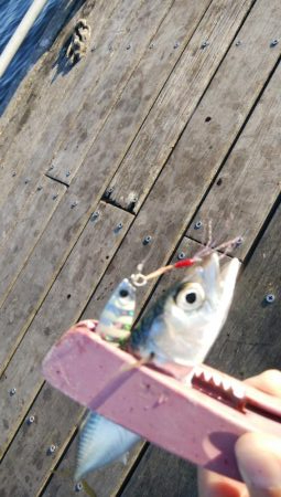 サバ、さば、鯖、SABA・・・∞