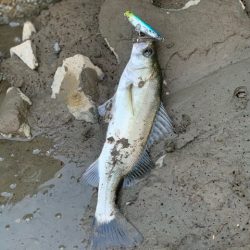 仕事帰りの夕まずめ釣行