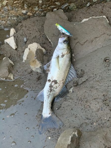 仕事帰りの夕まずめ釣行