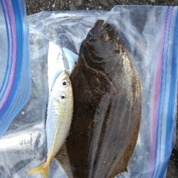 アジジングをやりに行ってきました