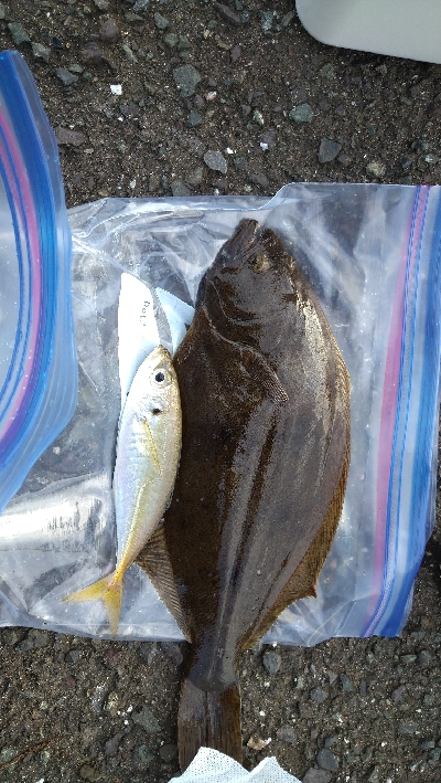 アジジングをやりに行ってきました