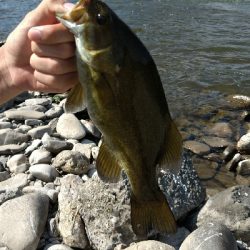 スモールマウスバス