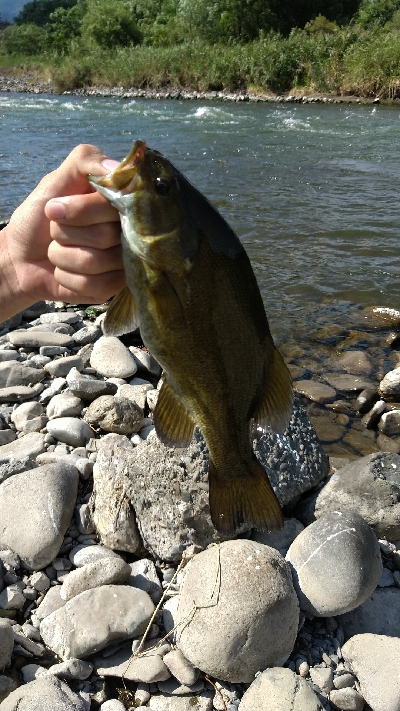 スモールマウスバス