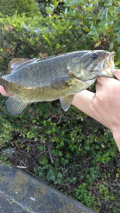 スモールマウスバス