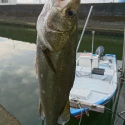 生きカニ餌は 反応がいい