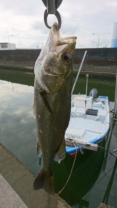 生きカニ餌は 反応がいい