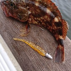 南港ライトゲーム