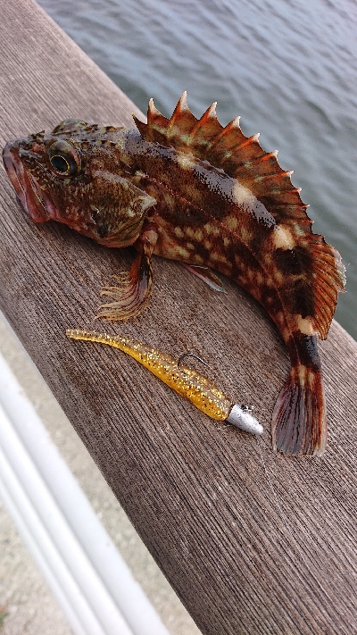 南港ライトゲーム