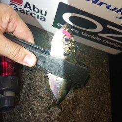 しぶしぶなアジング