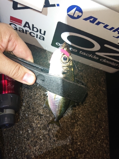 しぶしぶなアジング