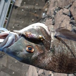 今日もチヌトップ