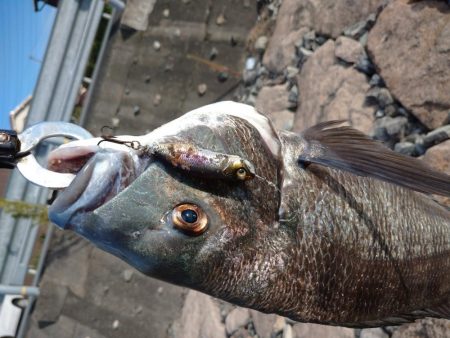 今日もチヌトップ