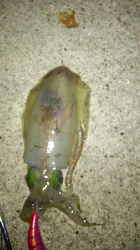 上げ潮で夏イカ狙い