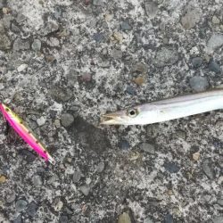 ジグサビキでカマス入れ食い(*\\\\\\\’▽\\\\\\\’)