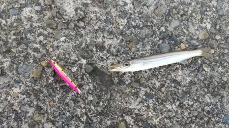 ジグサビキでカマス入れ食い(*\\\\\\\’▽\\\\\\\’)