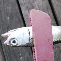 今日もサバ祭り