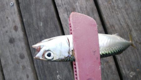 今日もサバ祭り