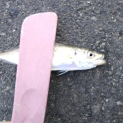 タチウオ調査後にアジング