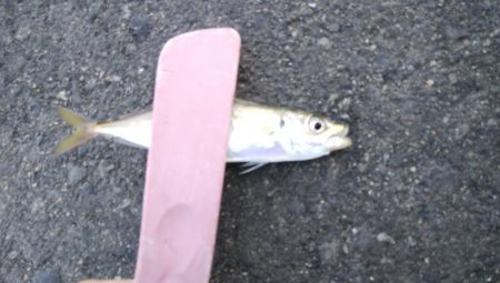 タチウオ調査後にアジング