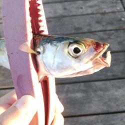 サバ、さば、鯖、SABA・・・∞