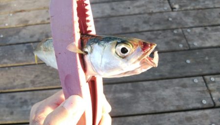 サバ、さば、鯖、SABA・・・∞