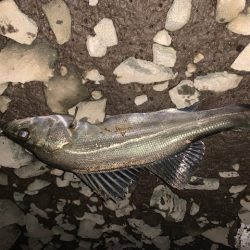 仕事帰りの夕まずめ釣行