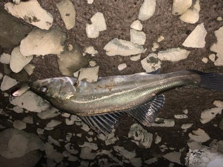 仕事帰りの夕まずめ釣行