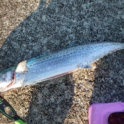 メタルジグでサワラ！