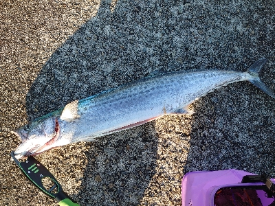 メタルジグでサワラ！