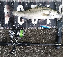 強風港湾シーバス