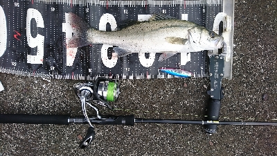 強風港湾シーバス