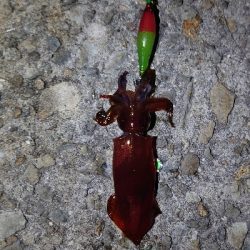 ケンサキ終わり?