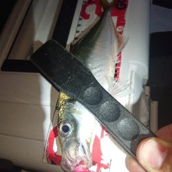 しぶしぶなアジング