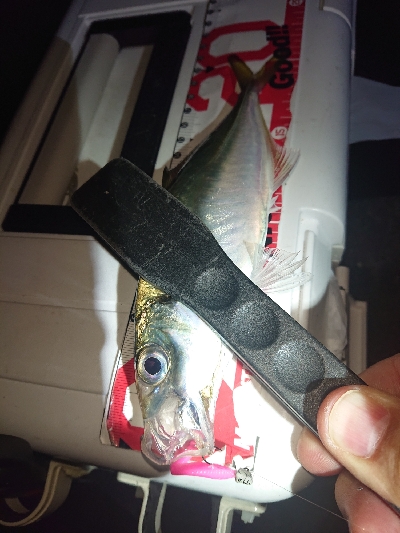 しぶしぶなアジング