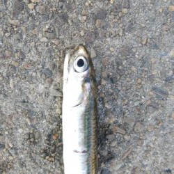 祝日、酷暑、アジ、サバ、イワシ