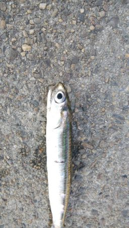 祝日、酷暑、アジ、サバ、イワシ