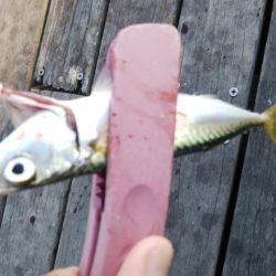 サバ、さば、鯖、SABA・・・∞