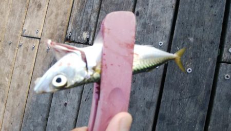 サバ、さば、鯖、SABA・・・∞