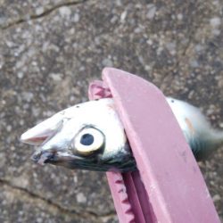 今日もアジングからサバゲー