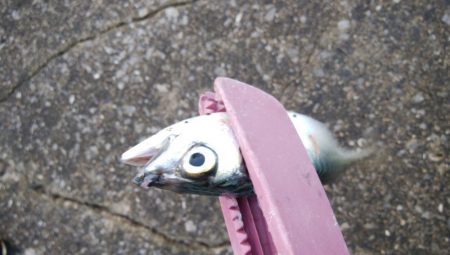 今日もアジングからサバゲー