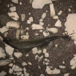 仕事帰りの夕まずめ釣行