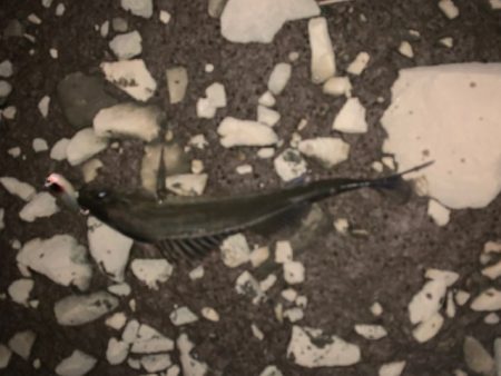 仕事帰りの夕まずめ釣行