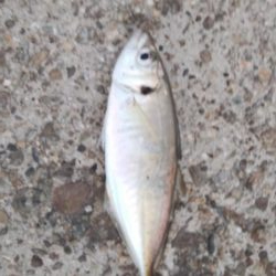 アジング、アジでかい