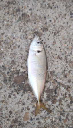 アジング、アジでかい