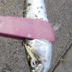 祝日、酷暑、アジ、サバ、イワシ