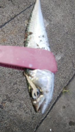 祝日、酷暑、アジ、サバ、イワシ