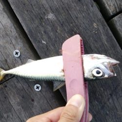 サバ、さば、鯖、SABA・・・∞