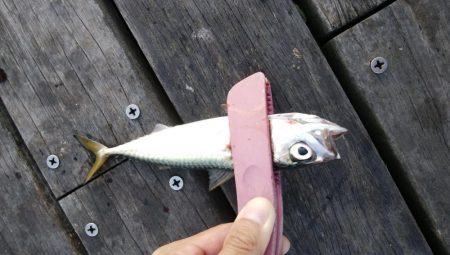 サバ、さば、鯖、SABA・・・∞