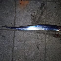 今年初のタチウオ釣行